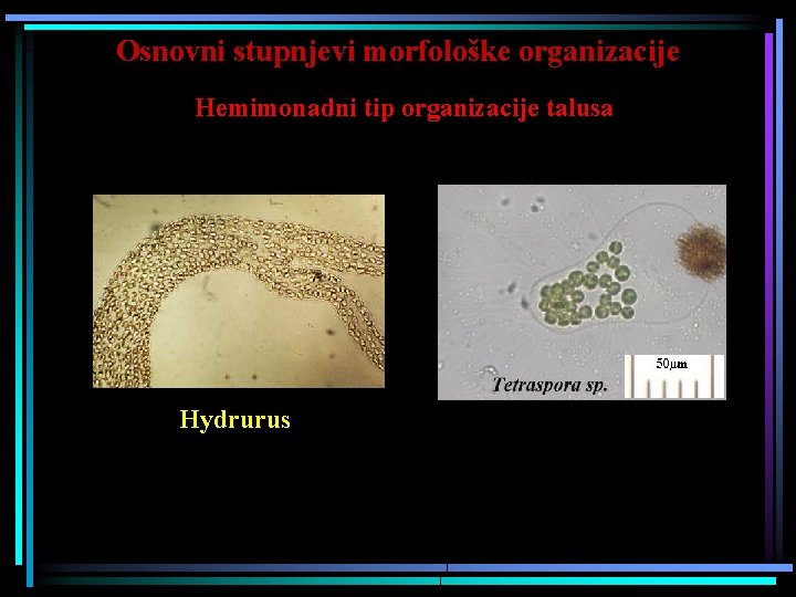 Osnovni stupnjevi morfološke organizacije Hemimonadni tip organizacije talusa Hydrurus 