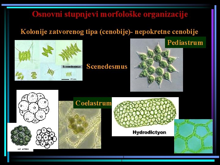 Osnovni stupnjevi morfološke organizacije Kolonije zatvorenog tipa (cenobije)- nepokretne cenobije Pediastrum Scenedesmus Gonium Coelastrum