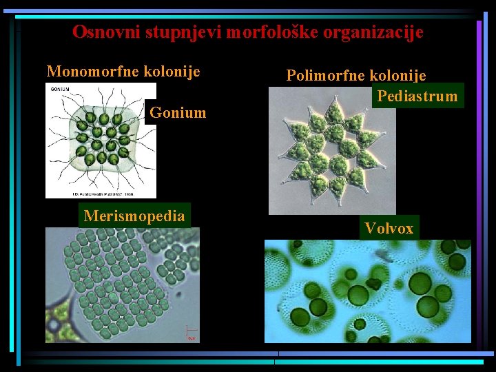 Osnovni stupnjevi morfološke organizacije Monomorfne kolonije Gonium Merismopedia Polimorfne kolonije Pediastrum Volvox 