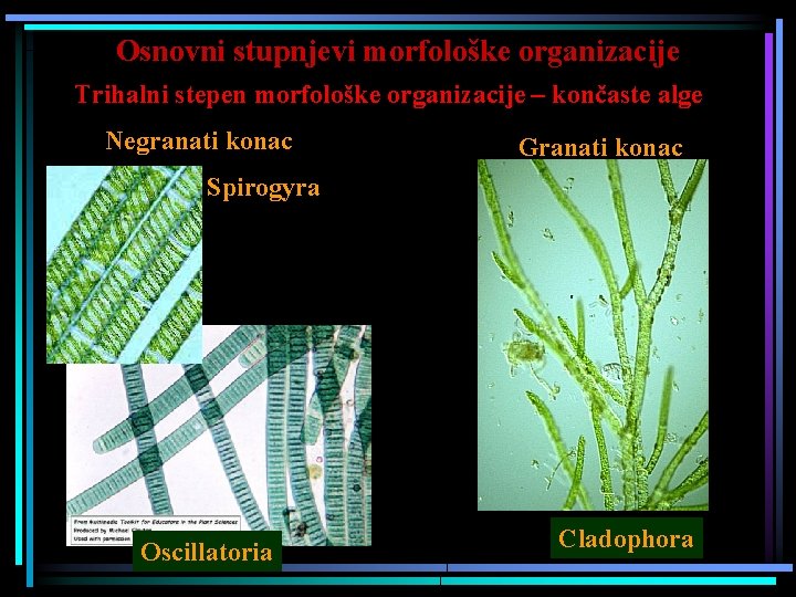 Osnovni stupnjevi morfološke organizacije Trihalni stepen morfološke organizacije – končaste alge Negranati konac Granati