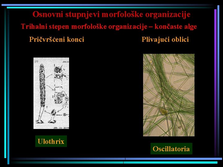 Osnovni stupnjevi morfološke organizacije Trihalni stepen morfološke organizacije – končaste alge Pričvršćeni konci Plivajući