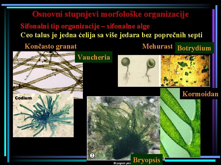 Osnovni stupnjevi morfološke organizacije Sifonalni tip organizacije – sifonalne alge Ceo talus je jedna