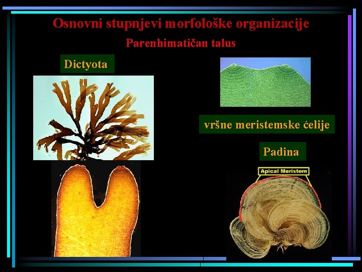 Osnovni stupnjevi morfološke organizacije Parenhimatičan talus Dictyota vršne meristemske ćelije Padina 