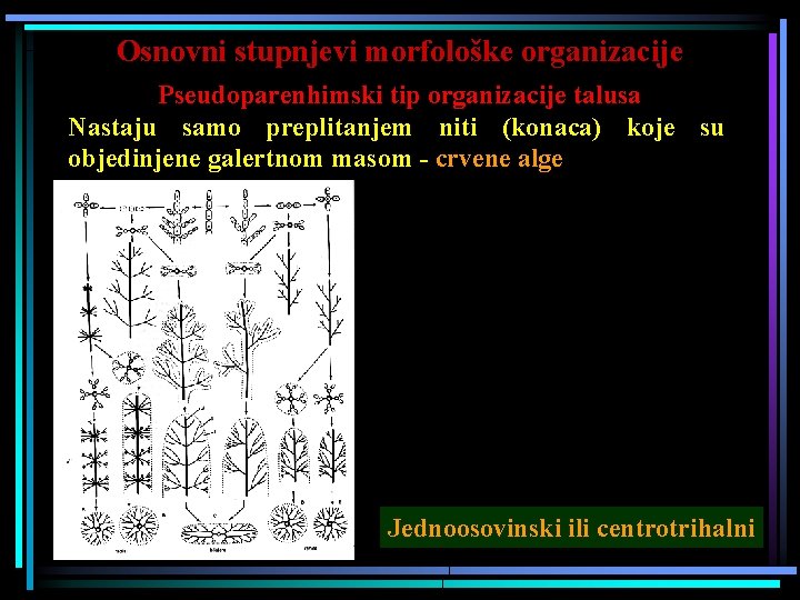 Osnovni stupnjevi morfološke organizacije Pseudoparenhimski tip organizacije talusa Nastaju samo preplitanjem niti (konaca) koje