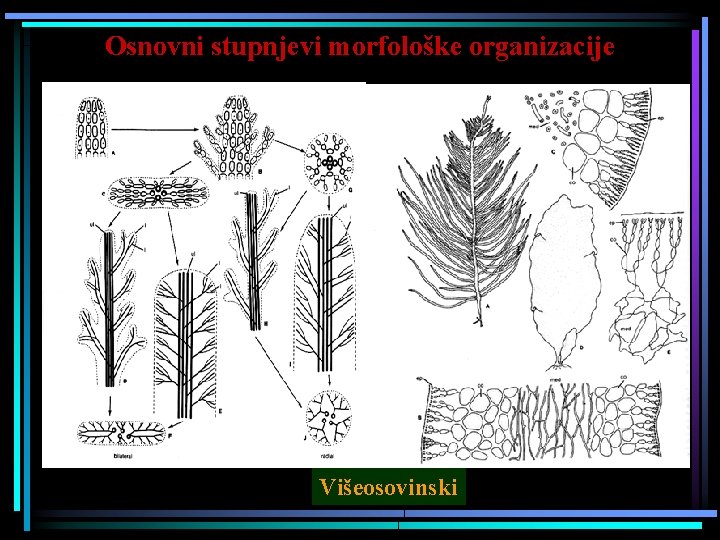 Osnovni stupnjevi morfološke organizacije Leathesia Višeosovinski 