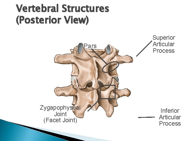 Vertebral Structures (Posterior View) Pars Zygapophyseal Joint (Facet Joint) Superior Articular Process Inferior Articular