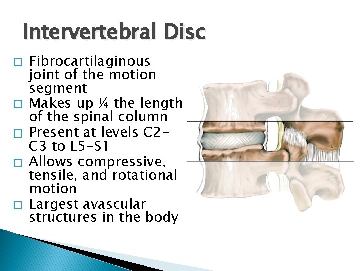 Intervertebral Disc � � � Fibrocartilaginous joint of the motion segment Makes up ¼ Intervertebral Disc � � � Fibrocartilaginous joint of the motion segment Makes up ¼