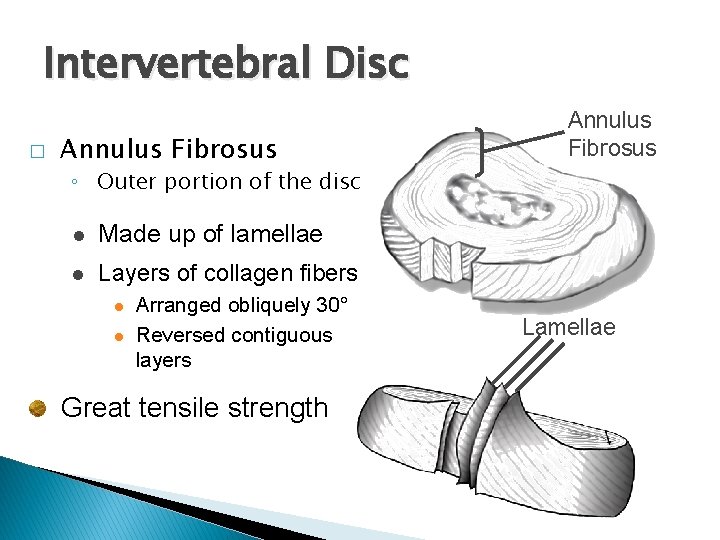 Intervertebral Disc � Annulus Fibrosus ◦ Outer portion of the disc l Made up