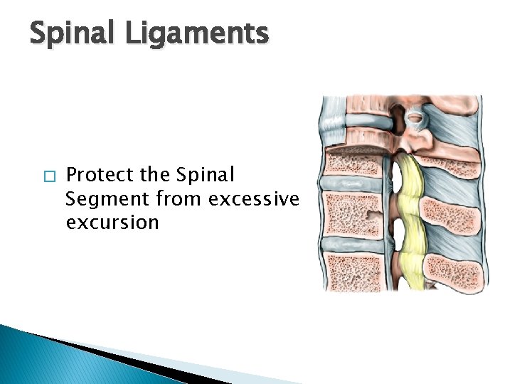 Spinal Ligaments � Protect the Spinal Segment from excessive excursion Spinal Ligaments � Protect the Spinal Segment from excessive excursion