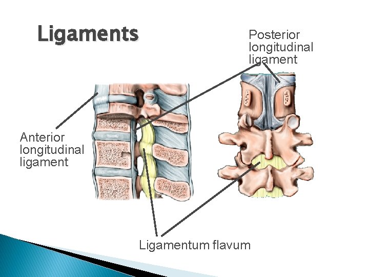 Ligaments Posterior longitudinal ligament Anterior longitudinal ligament Ligamentum flavum 