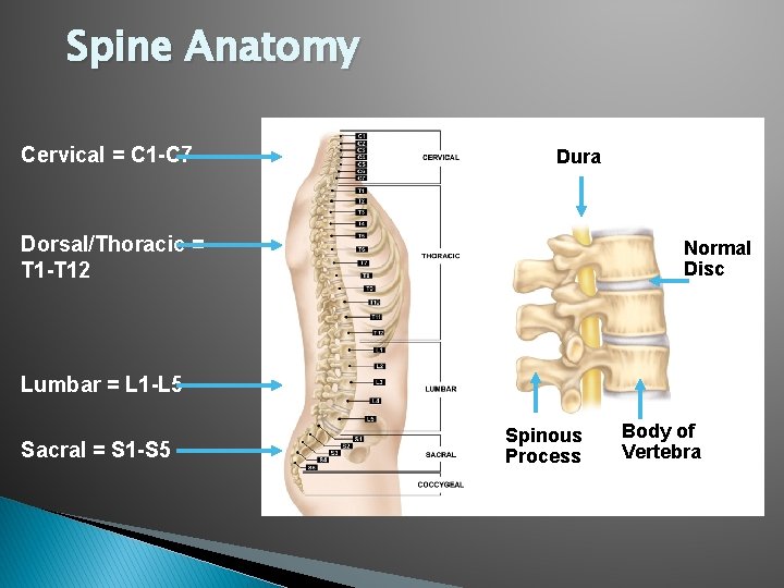 Spine Anatomy Cervical = C 1 -C 7 Dura Dorsal/Thoracic = T 1 -T Spine Anatomy Cervical = C 1 -C 7 Dura Dorsal/Thoracic = T 1 -T