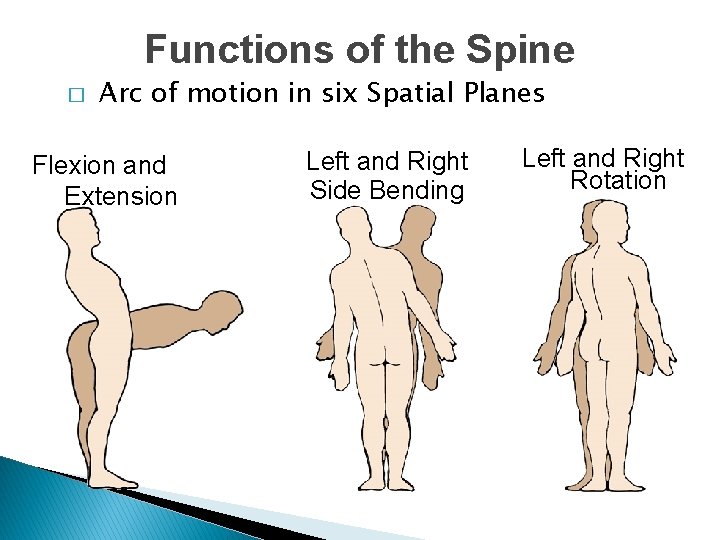 Functions of the Spine � Arc of motion in six Spatial Planes Flexion and