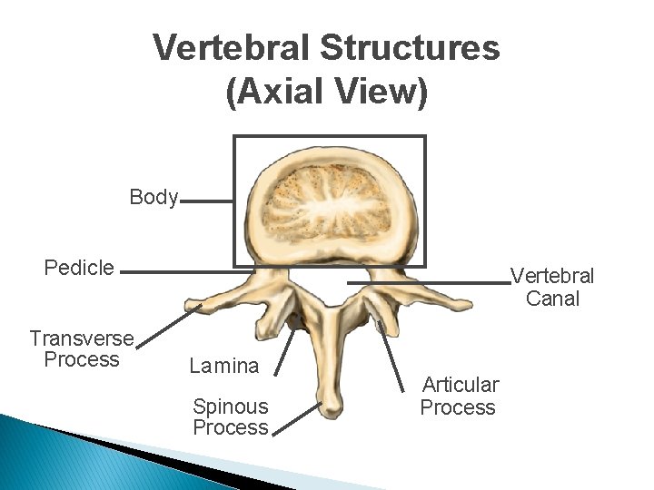 Vertebral Structures (Axial View) Body Pedicle Transverse Process Vertebral Canal Lamina Spinous Process Articular