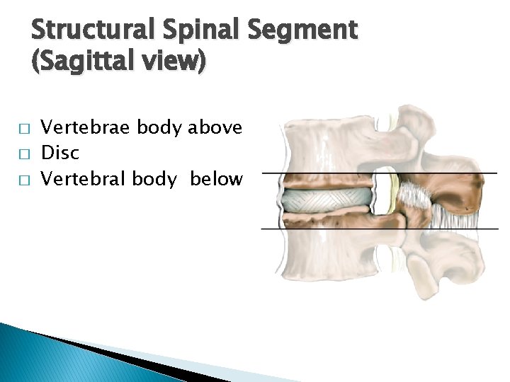 Structural Spinal Segment (Sagittal view) � � � Vertebrae body above Disc Vertebral body Structural Spinal Segment (Sagittal view) � � � Vertebrae body above Disc Vertebral body