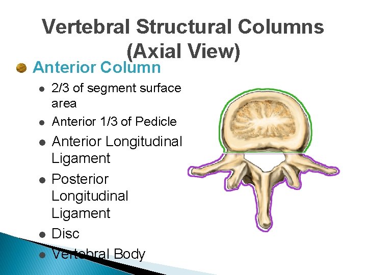 Vertebral Structural Columns (Axial View) Anterior Column l l l 2/3 of segment surface