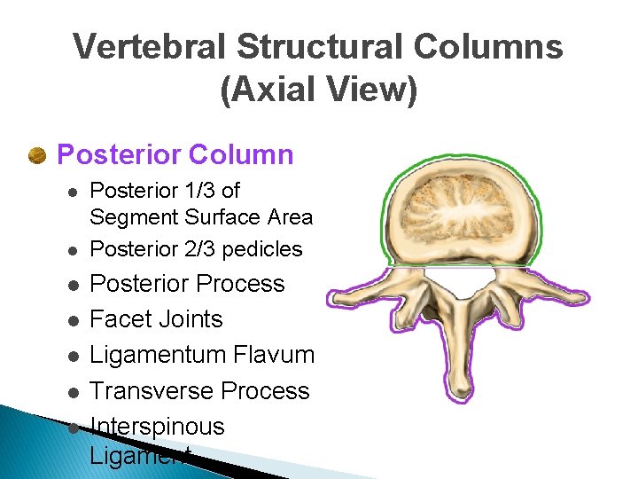 Vertebral Structural Columns (Axial View) Posterior Column l l l l Posterior 1/3 of