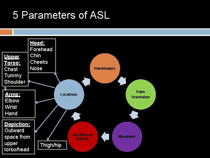 5 Parameters of ASL Upper Torso: Chest Tummy Shoulder s Arms: Elbow Wrist Hand