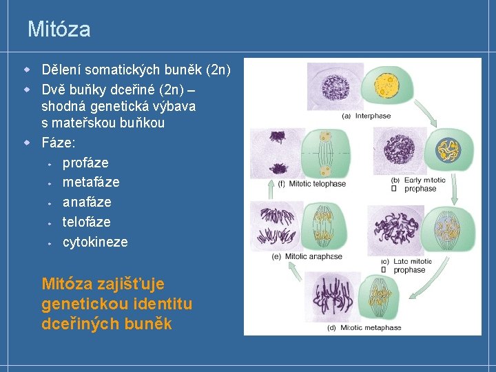 Mitóza w Dělení somatických buněk (2 n) w Dvě buňky dceřiné (2 n) –