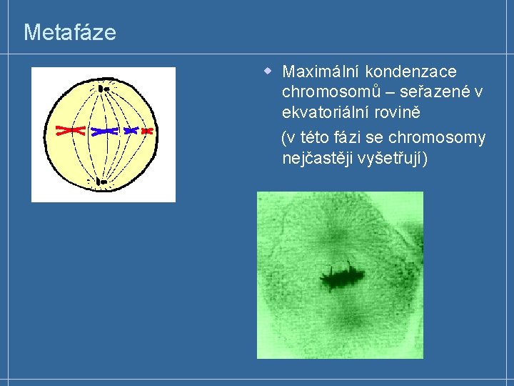 Metafáze w Maximální kondenzace chromosomů – seřazené v ekvatoriální rovině (v této fázi se
