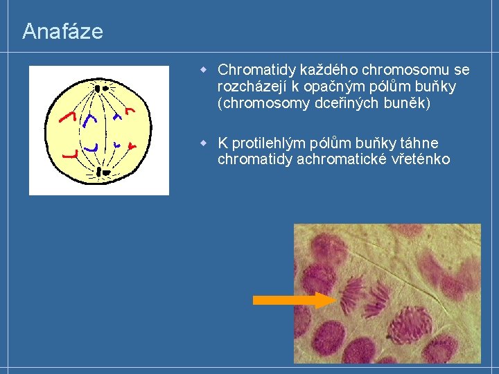 Anafáze w Chromatidy každého chromosomu se rozcházejí k opačným pólům buňky (chromosomy dceřiných buněk)