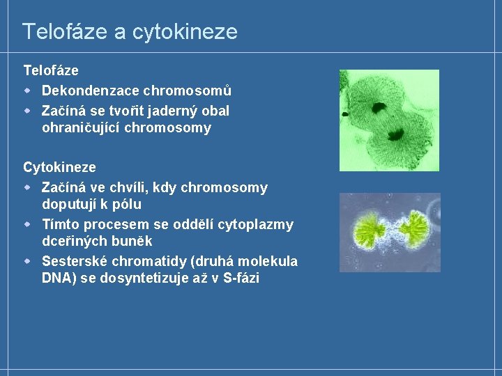 Telofáze a cytokineze Telofáze w Dekondenzace chromosomů w Začíná se tvořit jaderný obal ohraničující