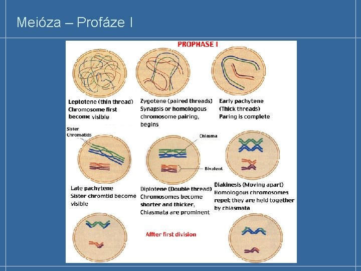 Meióza – Profáze I 