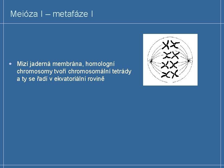 Meióza I – metafáze I w Mizí jaderná membrána, homologní chromosomy tvoří chromosomální tetrády