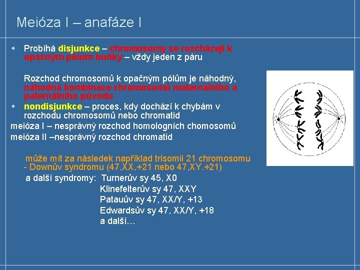 Meióza I – anafáze I w Probíhá disjunkce – chromosomy se rozcházejí k opačným