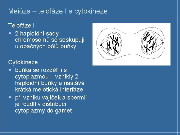 Meióza – telofáze I a cytokineze Telofáze I w 2 haploidní sady chromosomů se