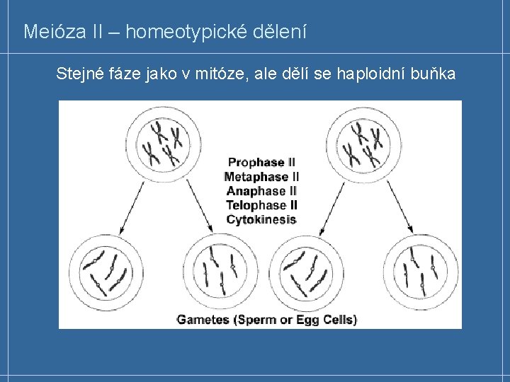 Meióza II – homeotypické dělení Stejné fáze jako v mitóze, ale dělí se haploidní
