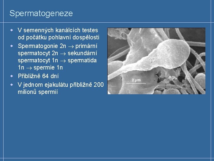 Spermatogeneze w V semenných kanálcích testes od počátku pohlavní dospělosti w Spermatogonie 2 n