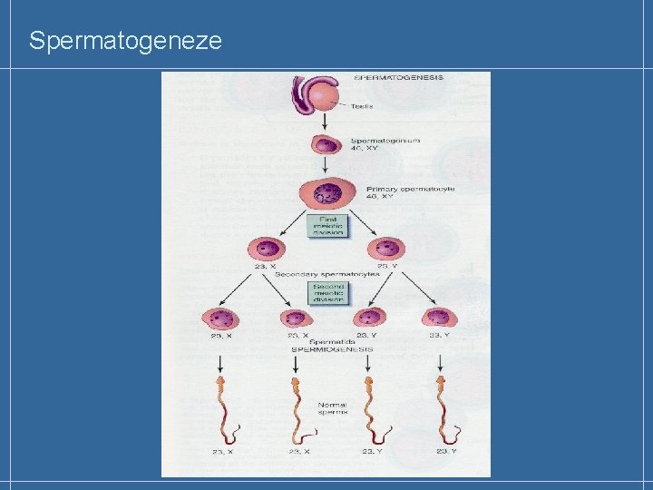 Spermatogeneze 