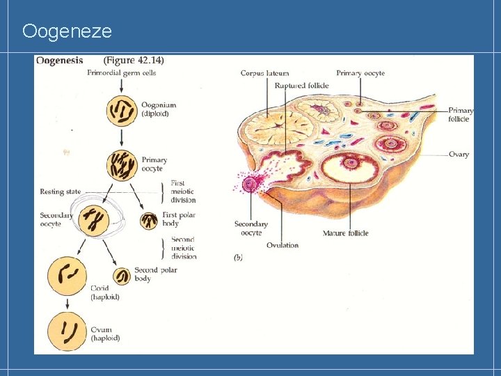 Oogeneze 