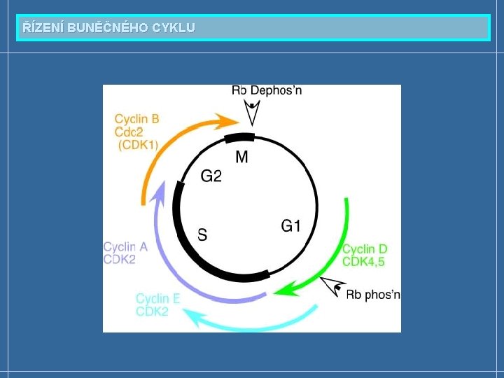 ŘÍZENÍ BUNĚČNÉHO CYKLU 