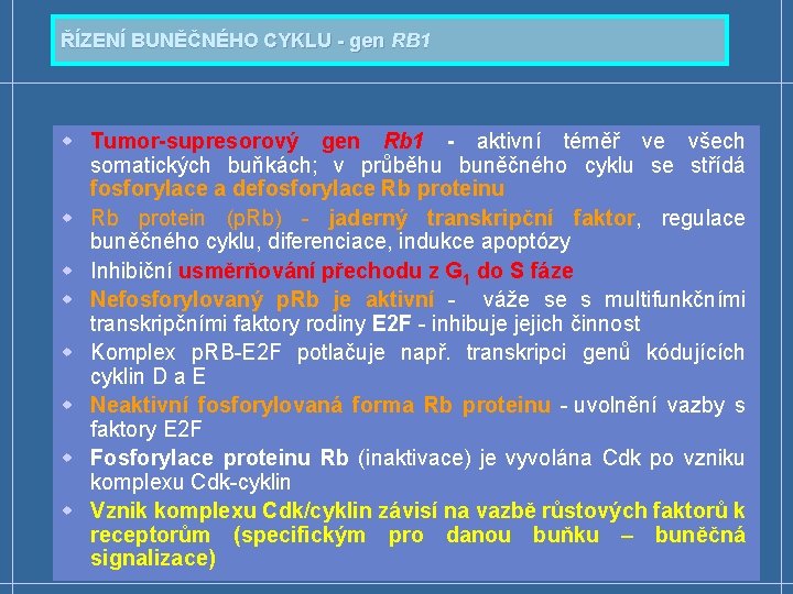 ŘÍZENÍ BUNĚČNÉHO CYKLU - gen RB 1 w Tumor-supresorový gen Rb 1 - aktivní