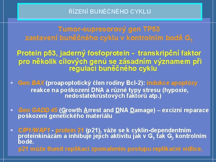 ŘÍZENÍ BUNĚČNÉHO CYKLU Tumor-supresorový gen TP 53 zastavení buněčného cyklu v kontrolním bodě G