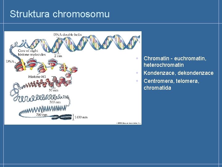 Struktura chromosomu w Chromatin - euchromatin, heterochromatin w Kondenzace, dekondenzace w Centromera, telomera, chromatida