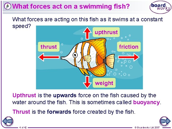 What forces act on a swimming fish? What forces are acting on this fish