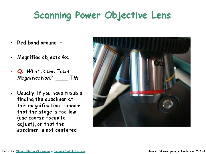 Scanning Power Objective Lens • Red band around it. • Magnifies objects 4 x.