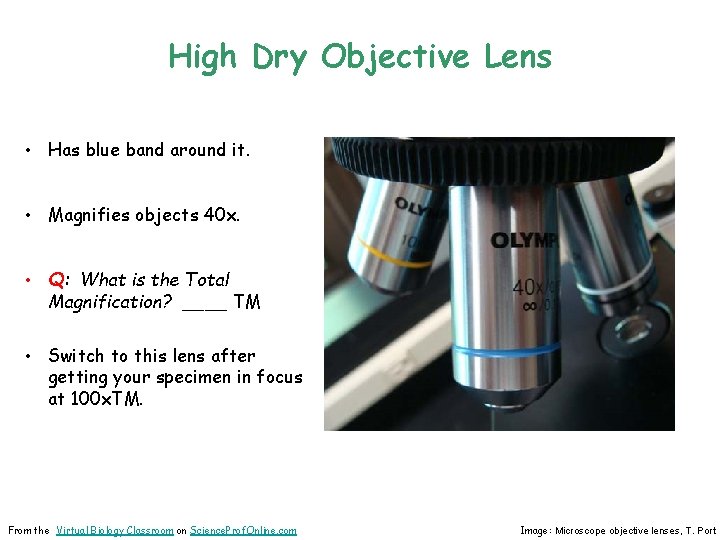 High Dry Objective Lens • Has blue band around it. • Magnifies objects 40