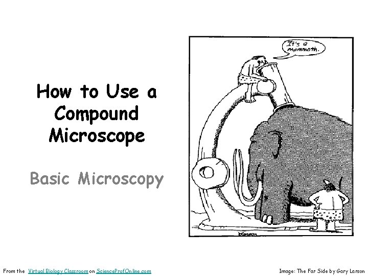 How to Use a Compound Microscope Basic Microscopy From the Virtual Biology Classroom on