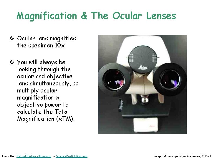 Magnification & The Ocular Lenses v Ocular lens magnifies the specimen 10 x. v