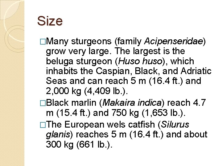 Size �Many sturgeons (family Acipenseridae) grow very large. The largest is the beluga sturgeon