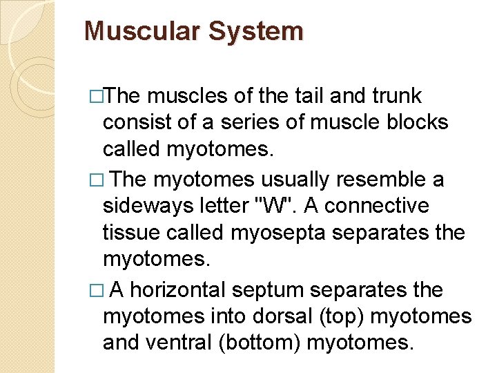 Muscular System �The muscles of the tail and trunk consist of a series of