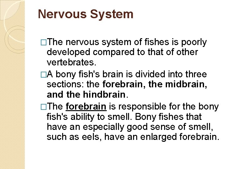 Nervous System �The nervous system of fishes is poorly developed compared to that of