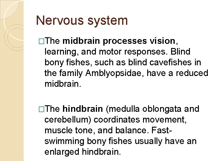 Nervous system �The midbrain processes vision, learning, and motor responses. Blind bony fishes, such