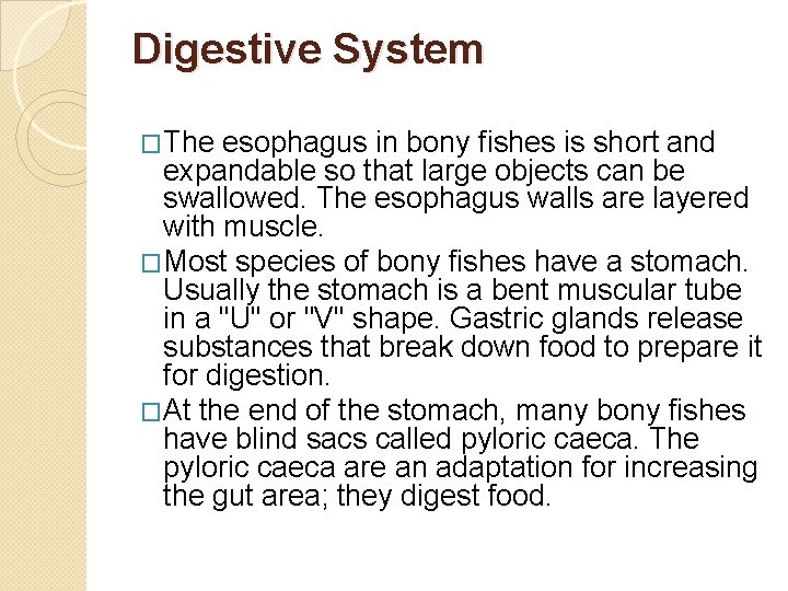 Digestive System �The esophagus in bony fishes is short and expandable so that large
