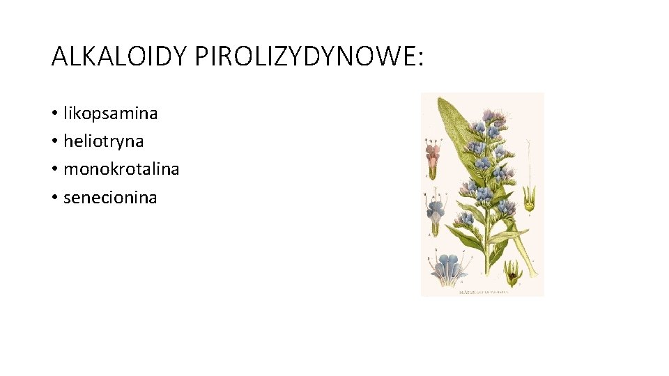 ALKALOIDY PIROLIZYDYNOWE: • likopsamina • heliotryna • monokrotalina • senecionina 