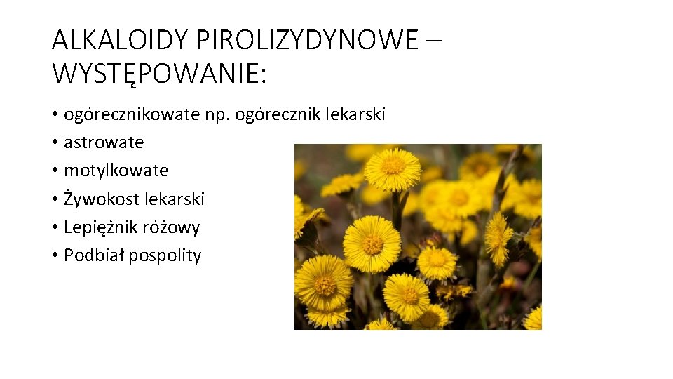 ALKALOIDY PIROLIZYDYNOWE – WYSTĘPOWANIE: • ogórecznikowate np. ogórecznik lekarski • astrowate • motylkowate •