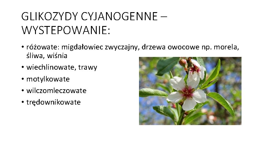 GLIKOZYDY CYJANOGENNE – WYSTEPOWANIE: • różowate: migdałowiec zwyczajny, drzewa owocowe np. morela, śliwa, wiśnia